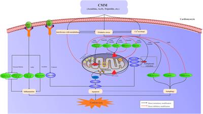 Risk Compounds, Preclinical Toxicity Evaluation, and Potential Mechanisms of Chinese Materia Medica–Induced Cardiotoxicity